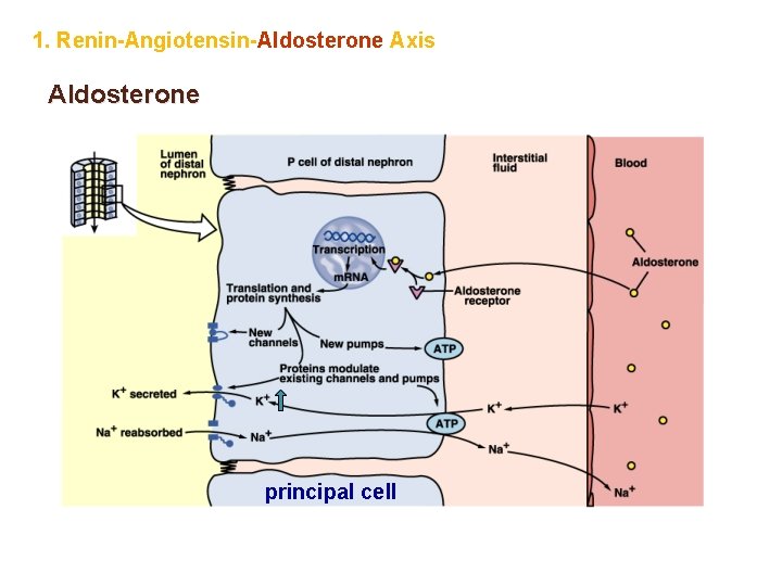 1. Renin-Angiotensin-Aldosterone Axis Aldosterone principal cell 
