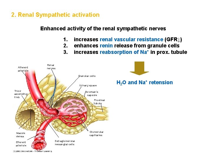 2. Renal Sympathetic activation Enhanced activity of the renal sympathetic nerves 1. 2. 3.