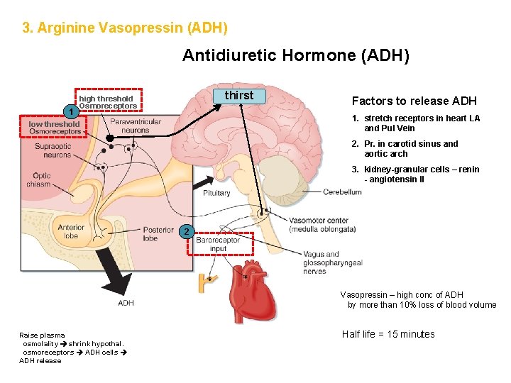 3. Arginine Vasopressin (ADH) Antidiuretic Hormone (ADH) 1 thirst high threshold Osmoreceptors Factors to