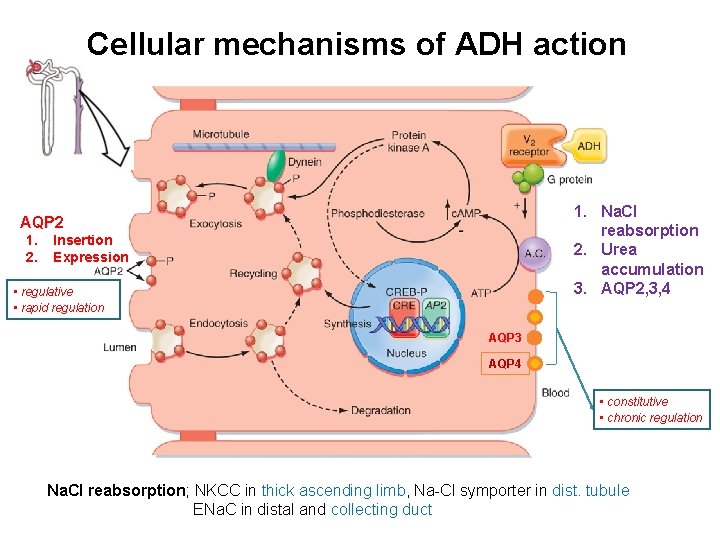 Cellular mechanisms of ADH action 1. Na. Cl reabsorption 2. Urea accumulation 3. AQP