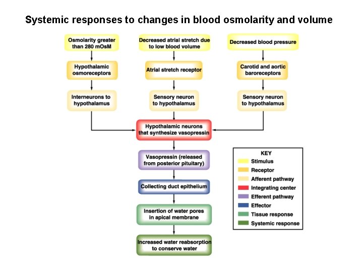 Systemic responses to changes in blood osmolarity and volume 