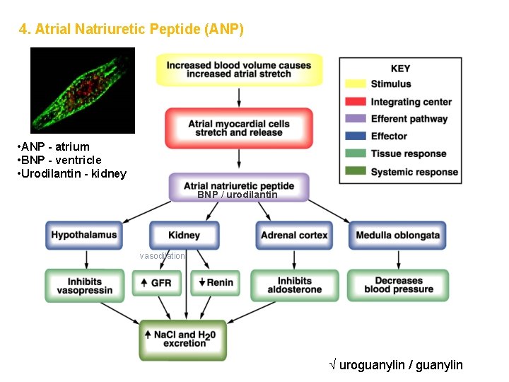 4. Atrial Natriuretic Peptide (ANP) • ANP - atrium • BNP - ventricle •