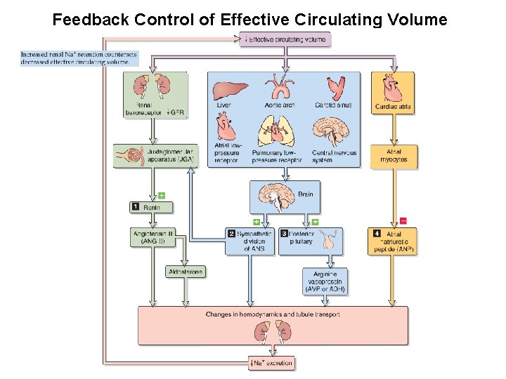 Feedback Control of Effective Circulating Volume 