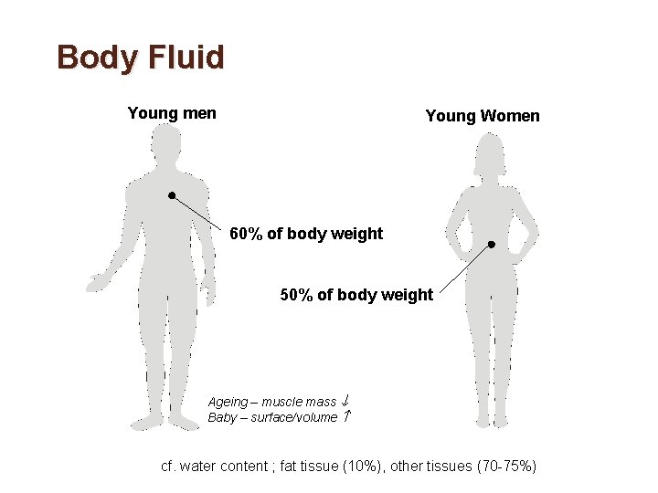 Body Fluid Young men Young Women 60% of body weight 50% of body weight