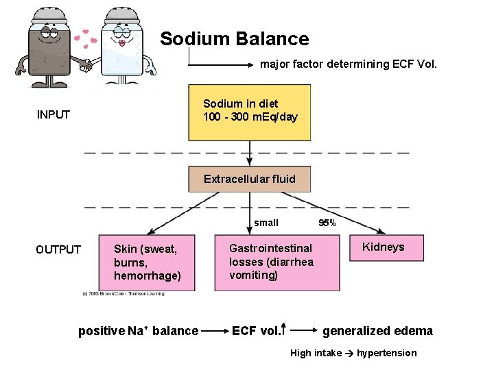 Sodium Balance major factor determining ECF Vol. Sodium in diet 100 - 300 m.