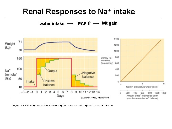 Renal Responses to Na+ intake water intake ECF Wt gain (Walser, 1985, Kidney Int)