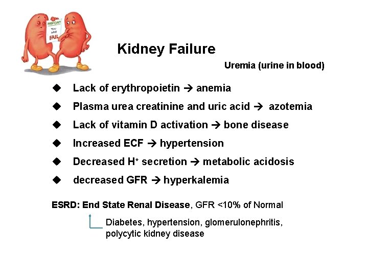 Kidney Failure Uremia (urine in blood) u Lack of erythropoietin anemia u Plasma urea