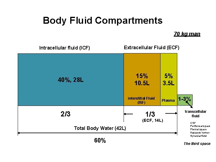Body Fluid Compartments 70 kg man Extracellular Fluid (ECF) Intracellular fluid (ICF) 40%, 28