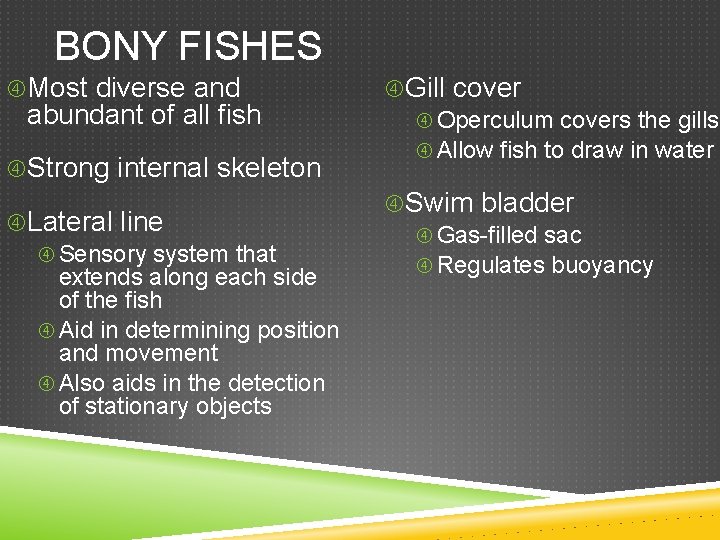 BONY FISHES Most diverse and abundant of all fish Strong internal skeleton Lateral line