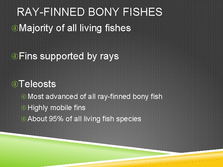 RAY-FINNED BONY FISHES Majority of all living fishes Fins supported by rays Teleosts Most