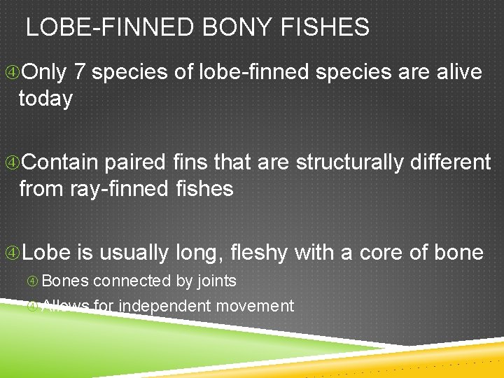 LOBE-FINNED BONY FISHES Only 7 species of lobe-finned species are alive today Contain paired