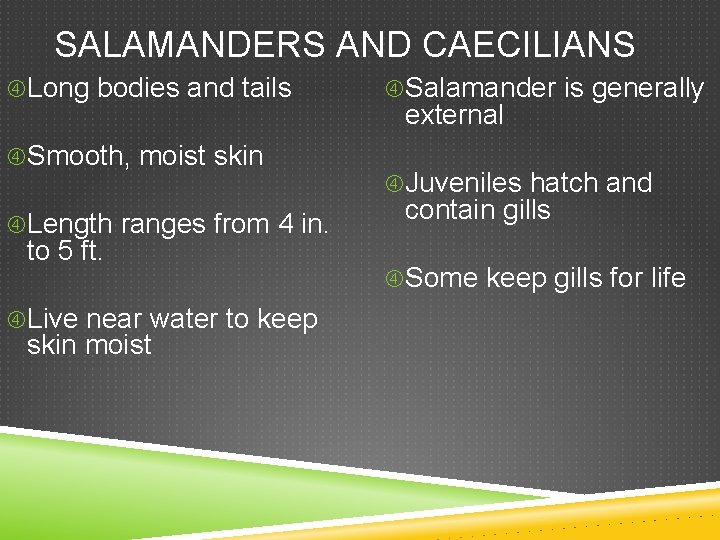 SALAMANDERS AND CAECILIANS Long bodies and tails Smooth, moist skin Length ranges from 4