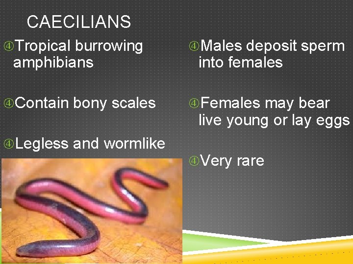 CAECILIANS Tropical burrowing Males deposit sperm Contain bony scales Females may bear amphibians Legless