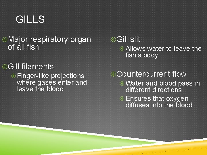 GILLS Major respiratory organ of all fish Gill filaments Finger-like projections where gases enter