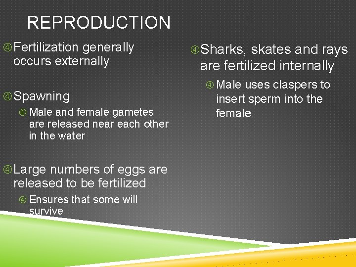 REPRODUCTION Fertilization generally occurs externally Spawning Male and female gametes are released near each