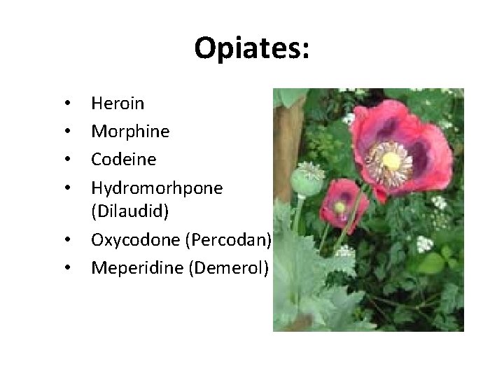 Opiates: • • • Heroin Morphine Codeine Hydromorhpone (Dilaudid) Oxycodone (Percodan) Meperidine (Demerol) 