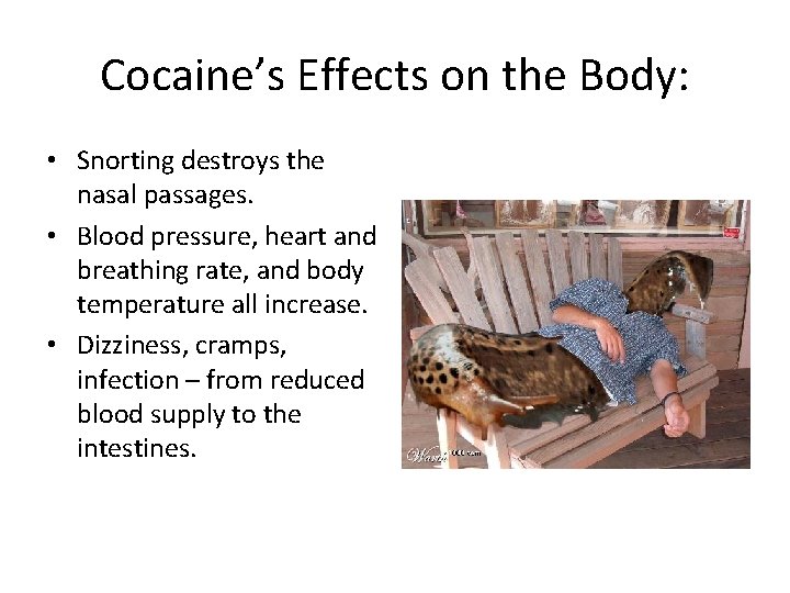 Cocaine’s Effects on the Body: • Snorting destroys the nasal passages. • Blood pressure,