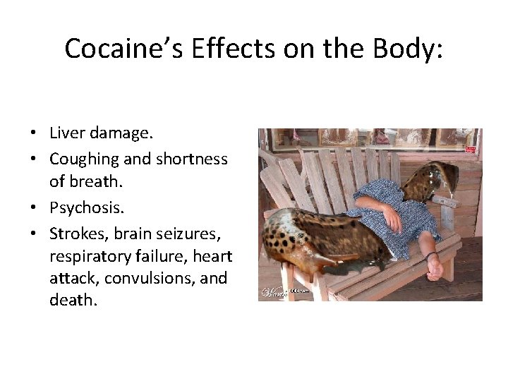 Cocaine’s Effects on the Body: • Liver damage. • Coughing and shortness of breath.