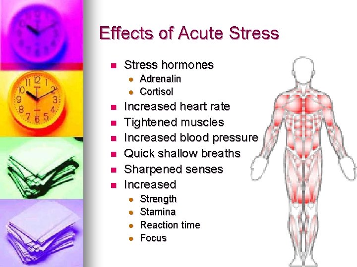 Effects of Acute Stress n Stress hormones l l n n n Adrenalin Cortisol
