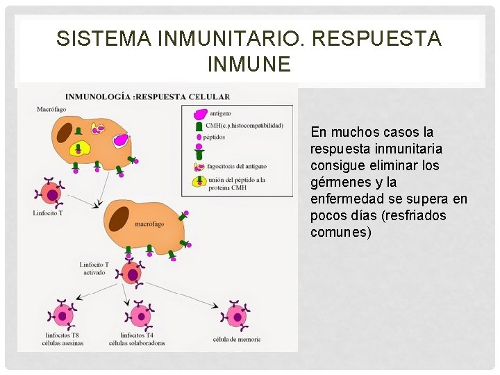 SISTEMA INMUNITARIO. RESPUESTA INMUNE En muchos casos la respuesta inmunitaria consigue eliminar los gérmenes