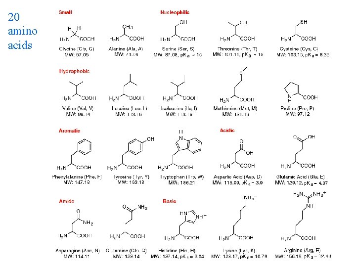 20 amino acids 
