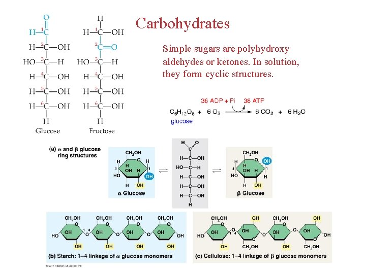 Carbohydrates Simple sugars are polyhydroxy aldehydes or ketones. In solution, they form cyclic structures.