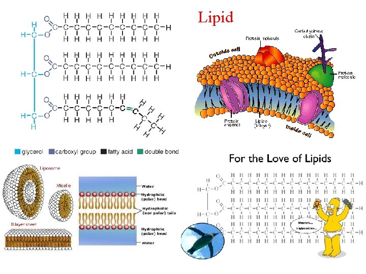 Lipid 
