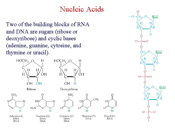 Nucleic Acids Two of the building blocks of RNA and DNA are sugars (ribose