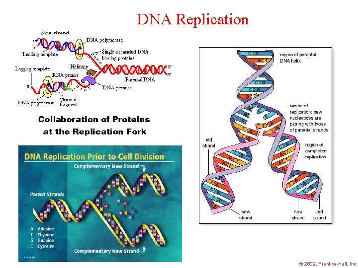 DNA Replication 2009, Prentice-Hall, Inc. 