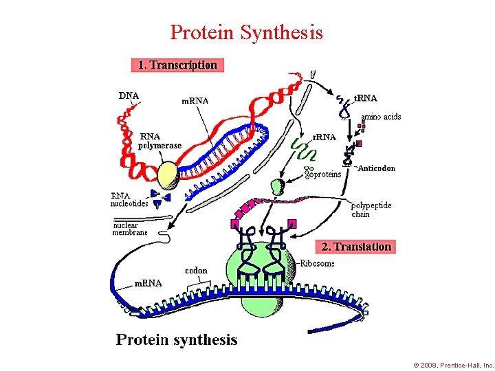 Protein Synthesis 2009, Prentice-Hall, Inc. 