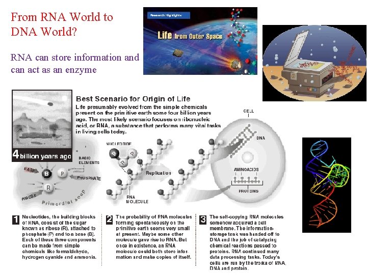 From RNA World to DNA World? RNA can store information and can act as