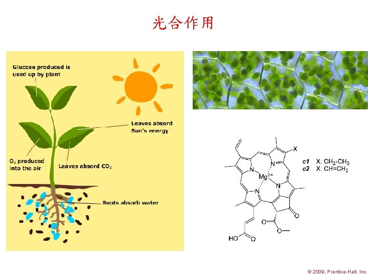 光合作用 2009, Prentice-Hall, Inc. 