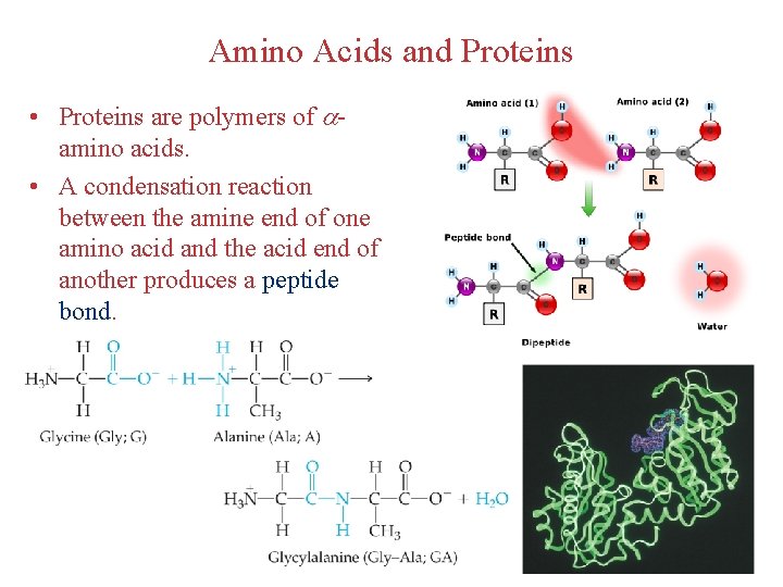 Amino Acids and Proteins • Proteins are polymers of amino acids. • A condensation