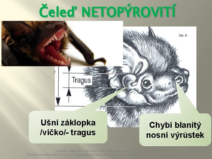 Čeleď NETOPÝROVITÍ Obr. 8 Ušní záklopka /víčko/- tragus Chybí blanitý nosní výrůstek Autorem materiálu