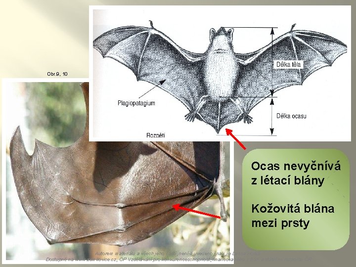 Obr. 9, 10 Ocas nevyčnívá z létací blány Kožovitá blána mezi prsty Autorem materiálu