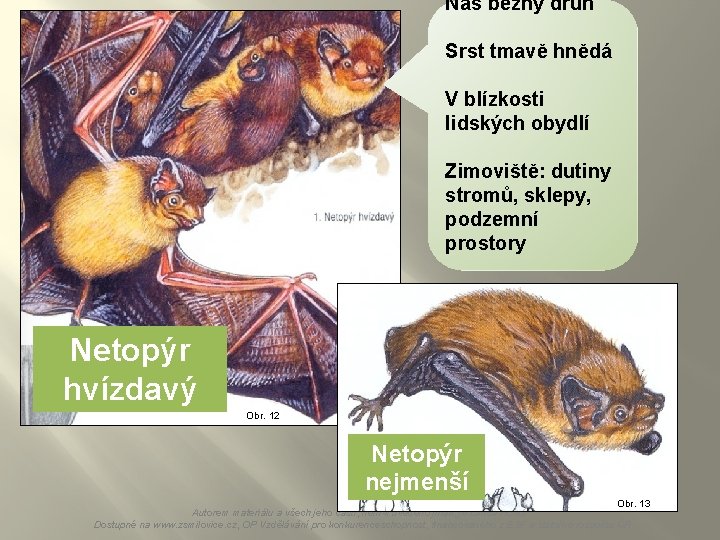 Náš běžný druh Srst tmavě hnědá V blízkosti lidských obydlí Zimoviště: dutiny stromů, sklepy,