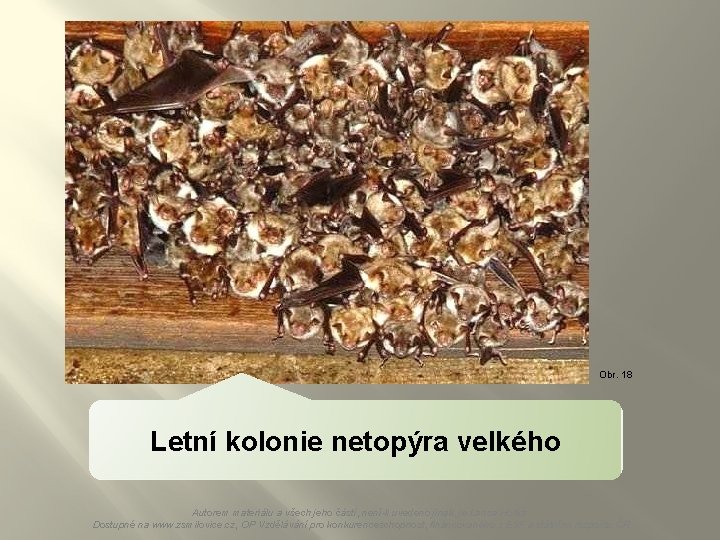 Obr. 18 Letní kolonie netopýra velkého Autorem materiálu a všech jeho částí, není-li uvedeno