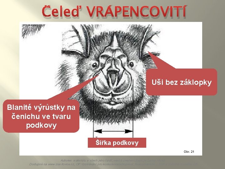 Čeleď VRÁPENCOVITÍ Uši bez záklopky Blanité výrůstky na čenichu ve tvaru podkovy Šířka podkovy