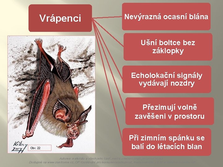 Vrápenci Nevýrazná ocasní blána Ušní boltce bez záklopky Echolokační signály vydávají nozdry Přezimují volně