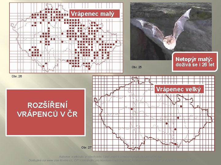 Vrápenec malý Netopýr malý: Obr. 25 dožívá se i 26 let Obr. 26 Vrápenec