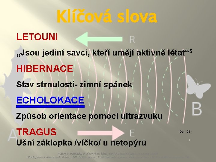 Klíčová slova LETOUNI „Jsou jediní savci, kteří umějí aktivně létat“ 5 HIBERNACE Stav strnulosti-