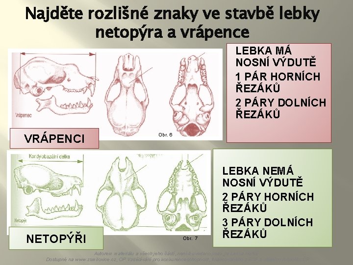 Najděte rozlišné znaky ve stavbě lebky netopýra a vrápence LEBKA MÁ NOSNÍ VÝDUTĚ 1