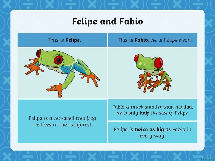 Felipe and Fabio This is Felipe is a red-eyed tree frog. He lives in