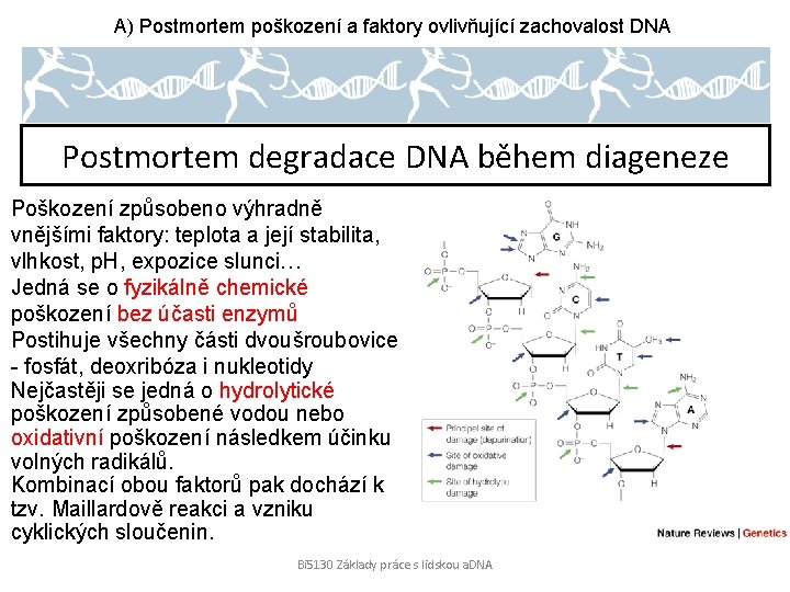 A) Postmortem poškození a faktory ovlivňující zachovalost DNA Postmortem degradace DNA během diageneze Poškození