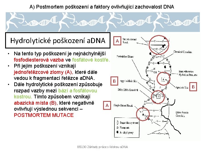 A) Postmortem poškození a faktory ovlivňující zachovalost DNA Hydrolytické poškození a. DNA A •