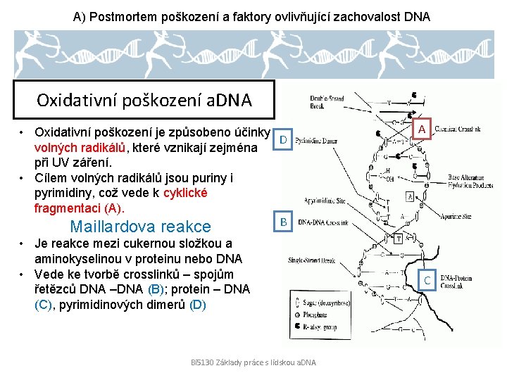 A) Postmortem poškození a faktory ovlivňující zachovalost DNA Oxidativní poškození a. DNA • Oxidativní