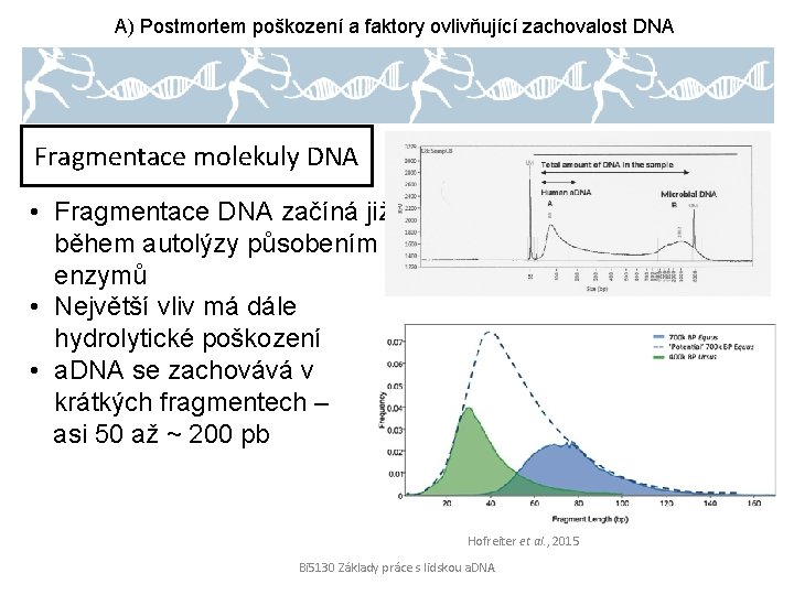 A) Postmortem poškození a faktory ovlivňující zachovalost DNA Fragmentace molekuly DNA • Fragmentace DNA