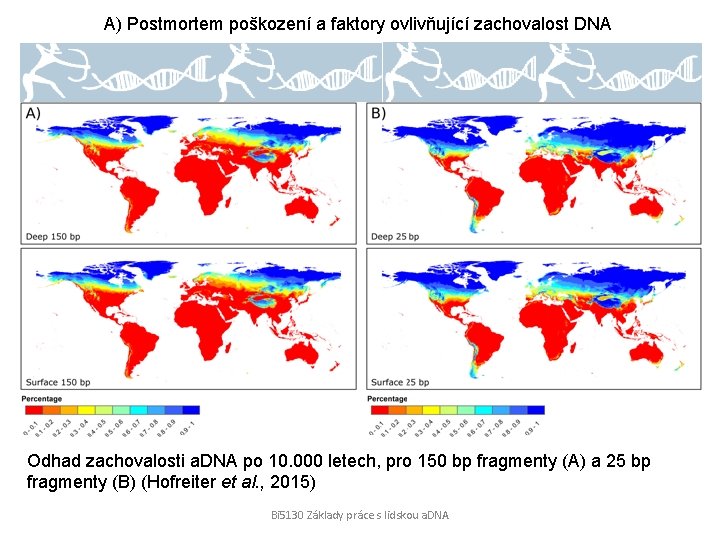 A) Postmortem poškození a faktory ovlivňující zachovalost DNA Odhad zachovalosti a. DNA po 10.