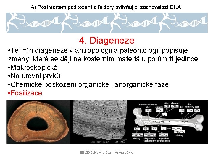 A) Postmortem poškození a faktory ovlivňující zachovalost DNA 4. Diageneze • Termín diageneze v
