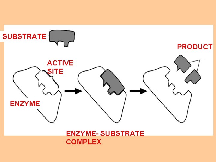 SUBSTRATE PRODUCT ACTIVE SITE ENZYME- SUBSTRATE COMPLEX 